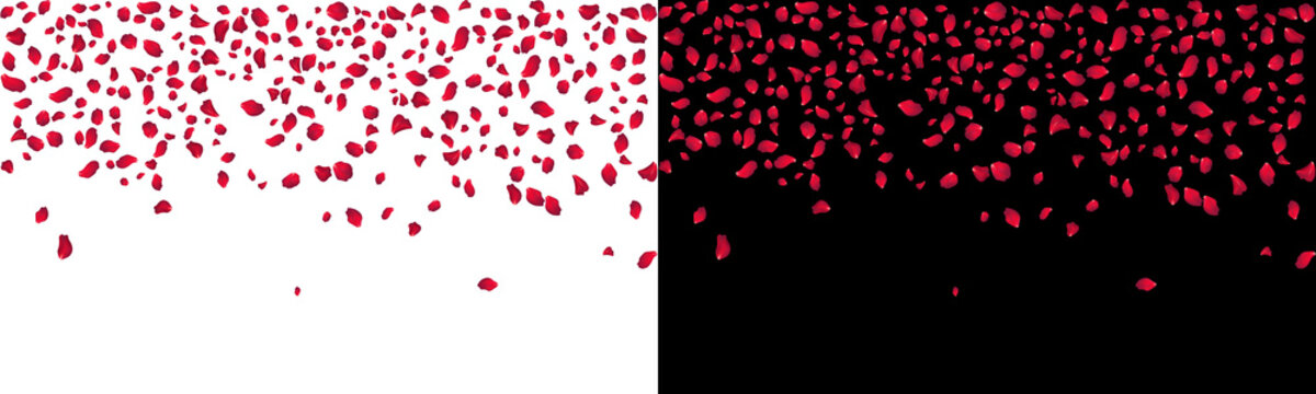 falling red petals rose floral border background png