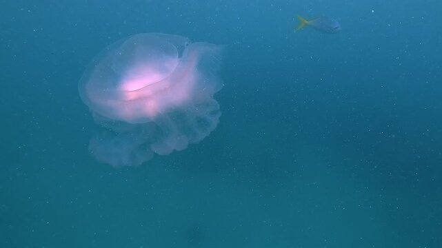 Soft pink pot lid jellyfish Netrostoma nuda floats beneath the surface in clear turquoise water. Its translucent bell and thick oral arms move gently, showing a calm and harmless jellyfish.