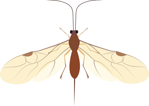 Vector illustration of parasitic wasps used in biological control for sustainable agriculture and eco-friendly pest management.