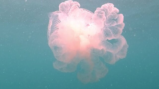 Pale pink pot lid jellyfish Netrostoma nuda drifts just below the surface in turquoise water. Soft light reveals its dome shape and thick oral arms, calm and inoffensive behavior.