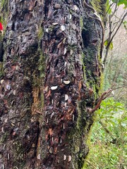 Close-up of a "wishing money tree" trunk with coins hammered into the bark. Vertical photo.