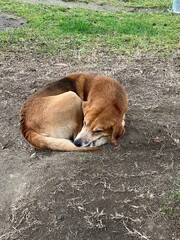 A red dog sleeping curled up in a ball on the ground. Vertical photo.