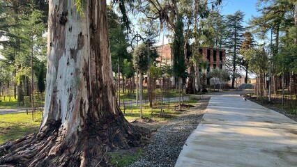 A close-up of the base of a eucalyptus tree. The tree's bark has a distinct texture, partially peeling.