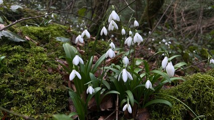 A close-up shot of delicate snowdrops  blooming in their natural forest habitat.
