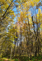 Naklejka premium A fairy-tale autumn forest in all its colors, dressed in lush yellow foliage during the seasonal period in the foothill area