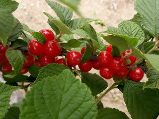 close up cherry tree . Korean-type cherry and leaves . 
