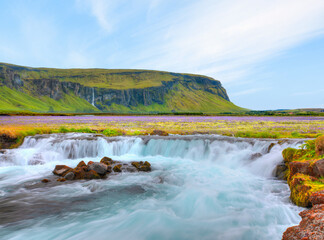 Iceland blooming Icelandic purple lupin flower field,  Cornered (angular) mountains formations in the background with amazing waterfall - Iceland