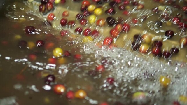 Wet Processing involves washing the coffee beans of fruity material while the beans are still moist right after they are picked.