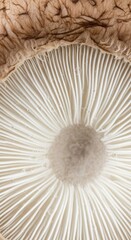 Extreme close up displays the delicate white gills and textured cap underside of an edible fungus