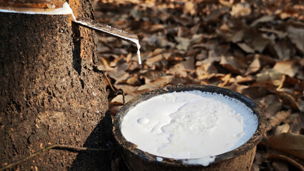 Close up Rubber latex in bowl extracted from rubber tree plantation agriculture of asian for natural latex