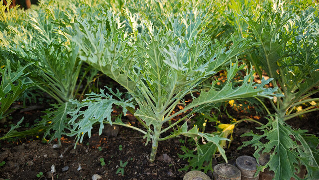 White Russian Kale in the garden