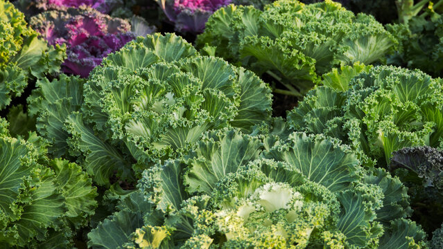 Green Casper Kale in the garden