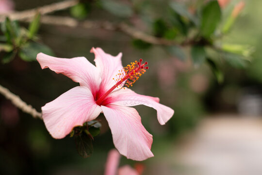 Hibisco cucarda o peregrina flower