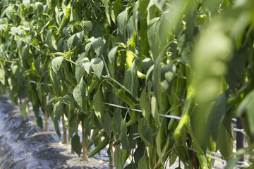 Green pepper hanging in pepper field