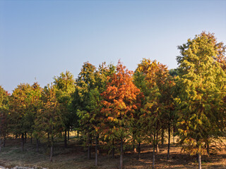 Autumn Trees at Maluan Bay Park, Xiamen, Fujian
