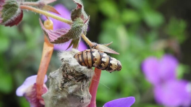 Rare Macro of Bagworm Moth Larva Moving its Protective Case on a Plant