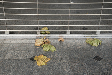 シャッターの前の落ち葉