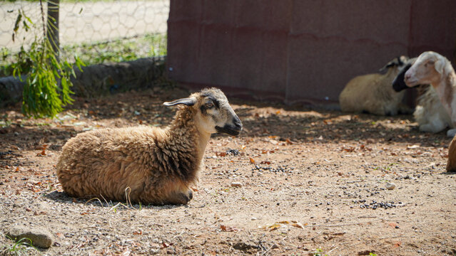 White Goat Standing on Grass Field &ndash; Livestock Farming, Rural Agriculture, Sustainable Meat Production and Farm Animal Concept