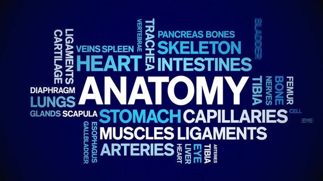 Anatomy animated word cloud-text design animation tag kinetic typography seamless loop.
