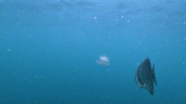 Matching shot of a harmless pot lid jellyfish Netrostoma nuda seen from below as a Platax batfish crosses the foreground, creating scale and depth. Transparent bell and oral arms drift calmly.