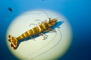 Black Tiger Shrimp Broodstock (Penaeus monodon) in Aquaculture Hatchery © Bastera rusdi
