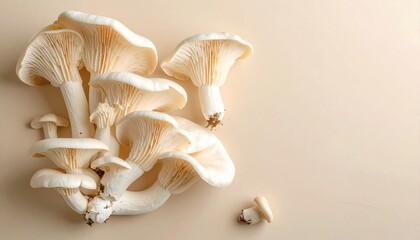 Oyster Mushrooms on Neutral Background Natural Fungi Healthy Food Ingredient Culinary Delicacy.