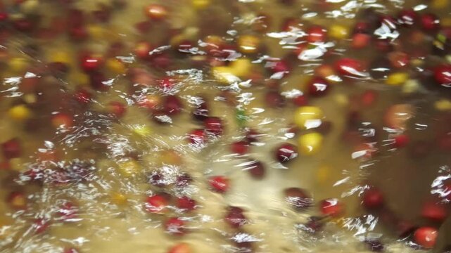 Wet Processing involves washing the coffee beans of fruity material while the beans are still moist right after they are picked.