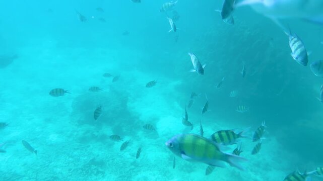 School of Sergeant Major Fish Swimming Underwater in Phi Phi Island
