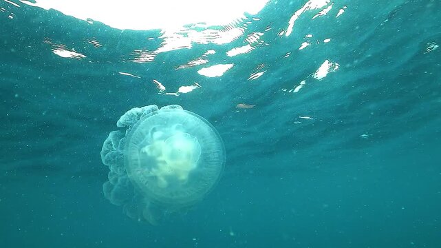 Upward view of a harmless pot lid jellyfish Netrostoma nuda seen from below near the surface, showing its transparent bell and soft oral arms drifting gently.
