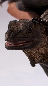 Close Up of a Hydrosaurus Lizard Eating a Mealworm