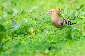 Hoopoe Bird (Upupa epops) in Natural Habitat – Asian Bird © Zagham