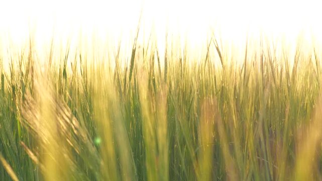 wheat field summer grain, farm agriculture, grow wheat, gentle swaying harvesting day ears grain shine agriculture view harvest business morning ripens ripening lifestyle environmentally golden wheat