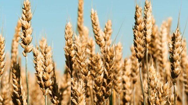 Wheat spikelets hypnotizing eyes of beholder swaying measuredly in slight summer wind. Sun illuminates spikelets of wheat giving golden sheen. Wheat spikelets waving at backdrop of sky closeup