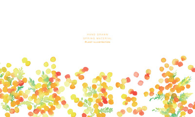 Fototapeta premium 水彩画。水彩タッチのミモザのベクターイラスト。春のミモザ水彩フレーム。Watercolor painting. Vector illustration of a mimosa with a watercolor touch. Spring mimosa watercolor frame.