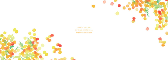 Watercolor painting. Vector illustration of a mimosa with a watercolor touch. Spring mimosa watercolor frame.