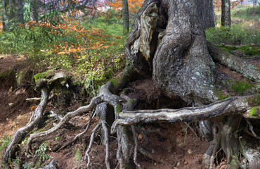 Fototapeta premium forest near Black Lake
