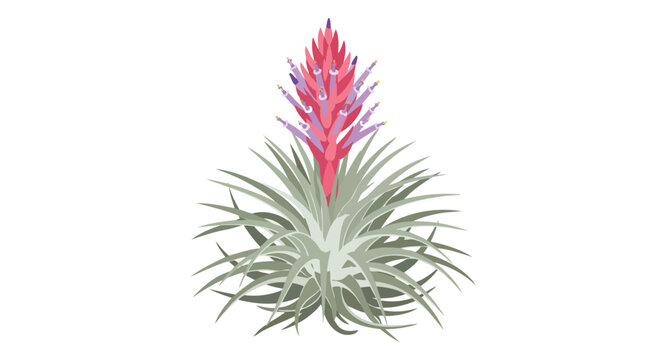 Vibrant air plant illustration showcasing its unique structure and beautiful spiky foliage with a striking pink and purple bloom