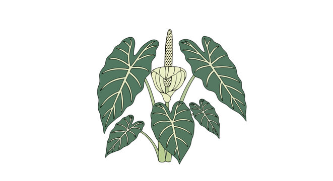 Detailed botanical illustration of a tropical aroid plant showcasing its broad green leaves and unique inflorescence with a prominent spathe and
