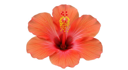 Vibrant orange hibiscus flower isolated PNG, tropical bloom with yellow stamen on transparent background for summer designs © Hugo