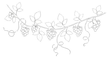 Elegant line art of a raspberry vine, showcasing botanical detail of berries and leaves.