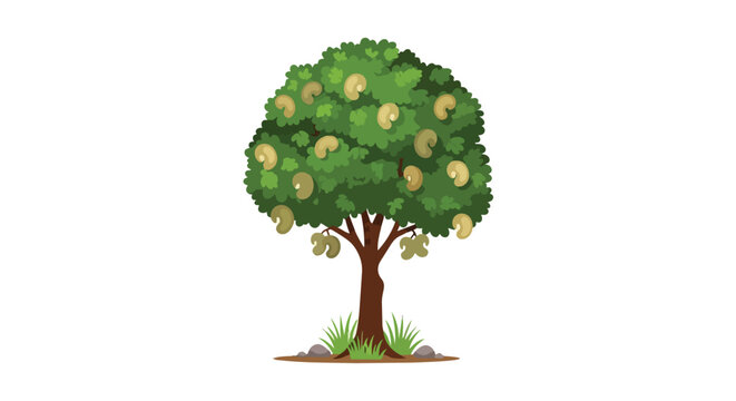 Vibrant illustration of a mature cashew tree displaying its unique kidney-shaped nuts amidst lush green foliage on a minimalist white background,