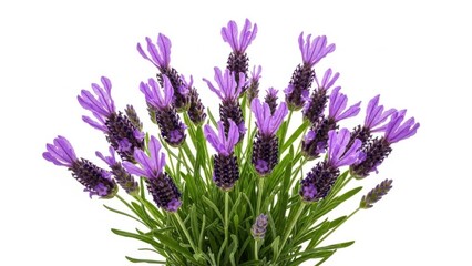 Obraz premium Vibrant purple lavender bouquet