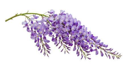 Wisteria flowers isolated on transparent background PNG, purple cascading blooms for spring floral designs and botanical compositions