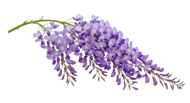 Wisteria flowers isolated on transparent background PNG, purple cascading blooms for spring floral designs and botanical compositions