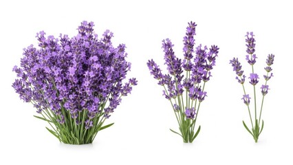 Beautiful lavender bouquets in various arrangements