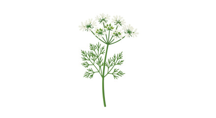 Fototapeta premium Delicate white florets and verdant foliage beautifully illustrate the essence of a blossoming herb, symbolizing purity and natural growth in a