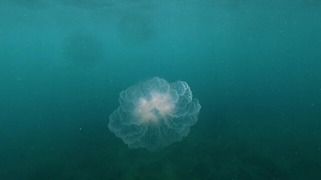 Close-up view of the underside of a harmless pot lid jellyfish Netrostoma nuda, showing the thick, fleshy oral arms used to capture food.  Filmed in the Whitsundays, Queensland, Australia.