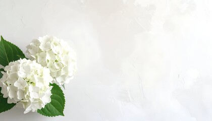 White hydrangeas with green leaves against a textured white surface, soft lighting