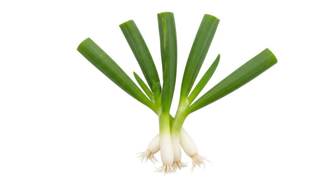 Fresh green onions isolated PNG on transparent background, scallions or spring onions for cooking and healthy eating