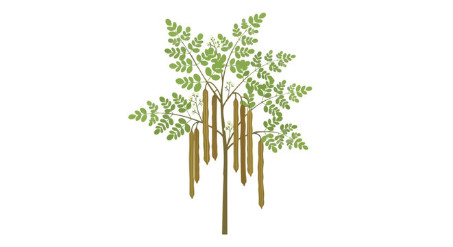 Illustrative depiction of a flourishing moringa tree laden with nutrient-rich drumstick pods an emblem of natural health and vitality in botanical